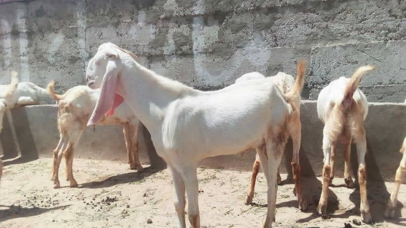 Healthy rajanpuri Goats 35kg -50kg 6