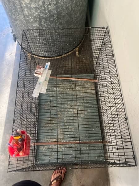 Cage, birds and box available 2