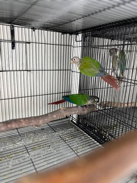 Cage, birds and box available 3