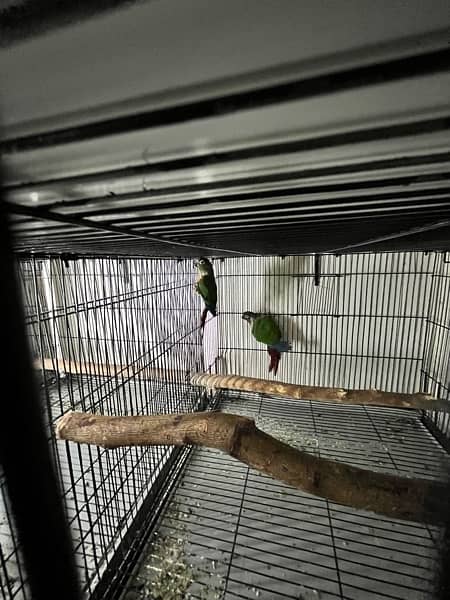 Cage, birds and box available 4
