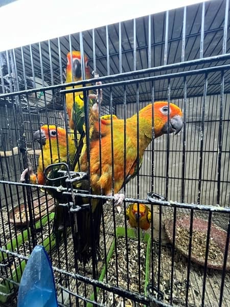 Cage, birds and box available 6