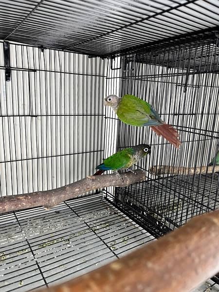 Cage, birds and box available 7