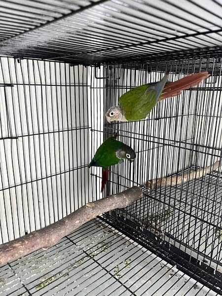 Cage, birds and box available 8