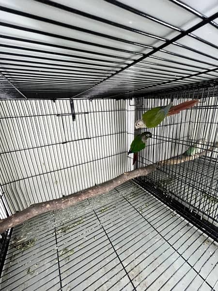 Cage, birds and box available 10