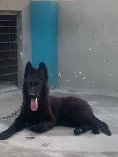 black german shepherd puppy 0
