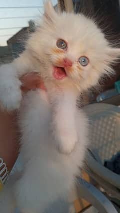 Pure Persian kittens Age 45 days blue eyes hazel eyes