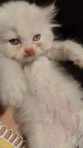 Pure Persian kittens Age 45 days blue eyes hazel eyes 1