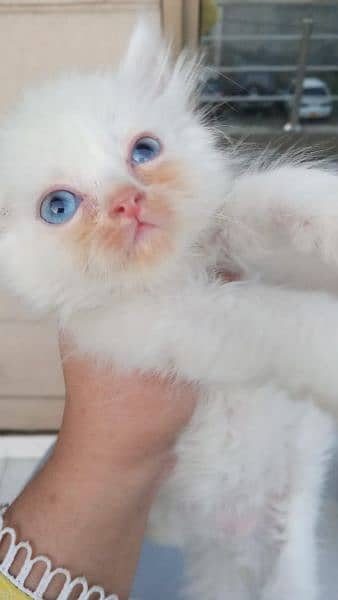 Pure Persian kittens Age 45 days blue eyes hazel eyes 2