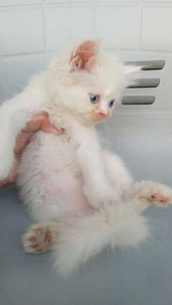 Pure Persian kittens Age 45 days blue eyes hazel eyes 3
