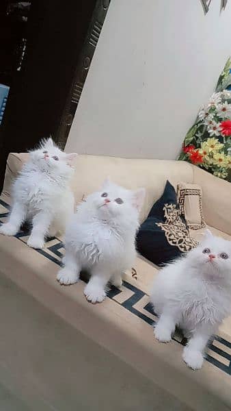 Pure Persian kittens Age 45 days blue eyes hazel eyes 4