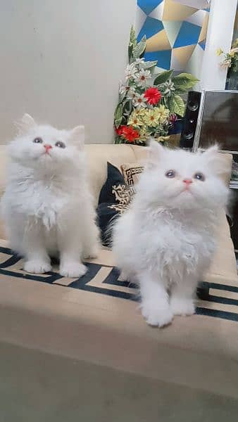 Pure Persian kittens Age 45 days blue eyes hazel eyes 5