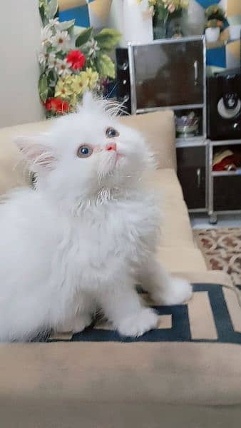 Pure Persian kittens Age 45 days blue eyes hazel eyes 6