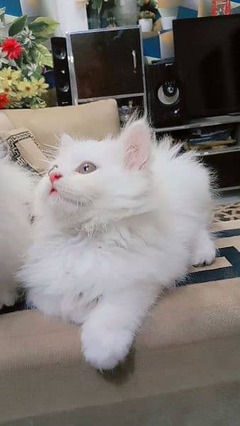 Pure Persian kittens Age 45 days blue eyes hazel eyes 7