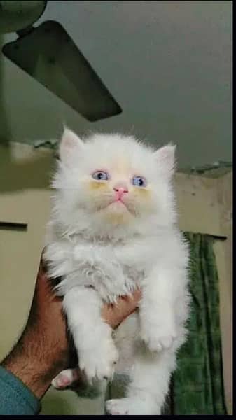 persian kitten 1