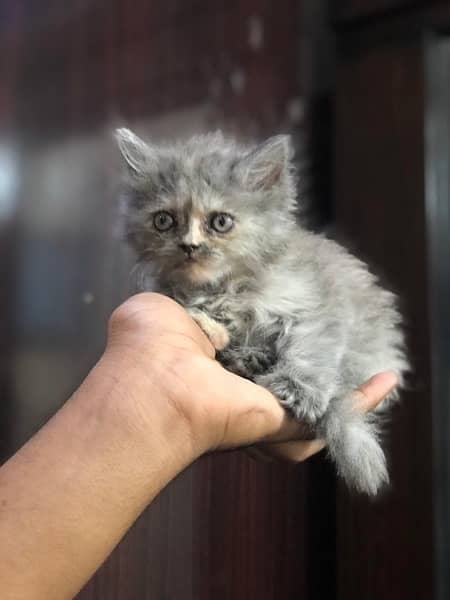 persian kitten 3