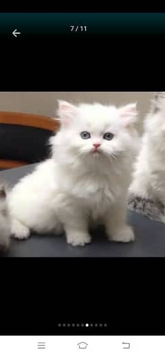 Pure Persian Punch face Cute Cute kittens cat babies for sale