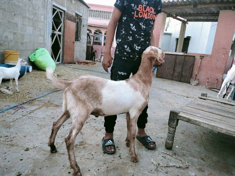 goats 10