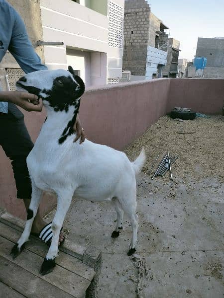 goats 14