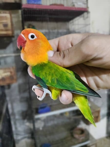 love bird breeder pair (parrot) 4