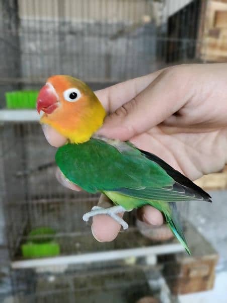 love bird breeder pair (parrot) 8
