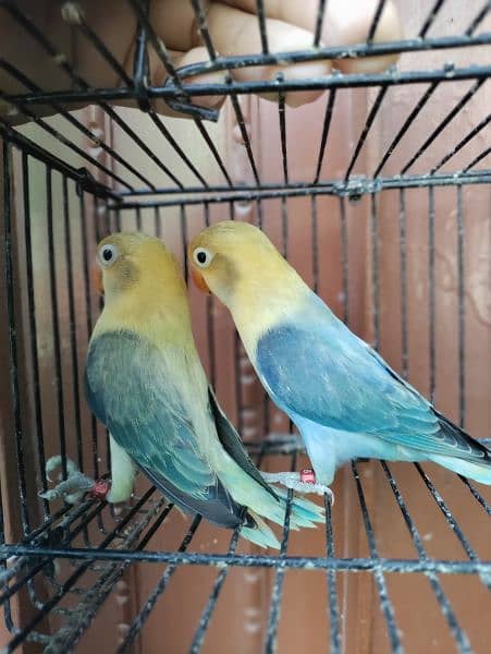 love bird breeder pair (parrot) 10