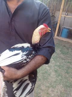 Java Murgha Rooster for sale (Jawa) 0