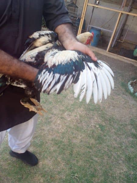 Java Murgha Rooster for sale (Jawa) 1