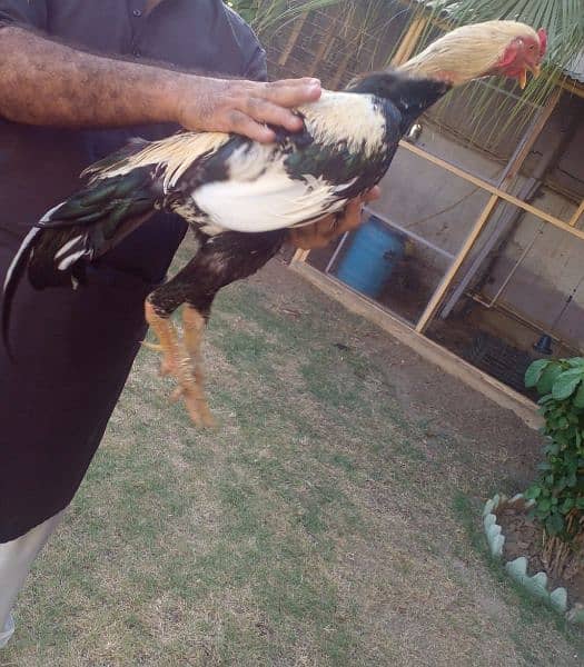 Java Murgha Rooster for sale (Jawa) 2