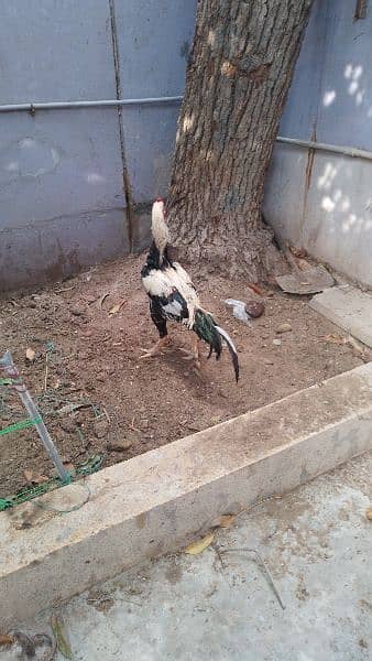 Java Murgha Rooster for sale (Jawa) 4