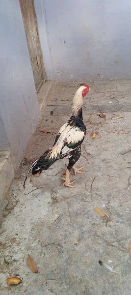Java Murgha Rooster for sale (Jawa) 5