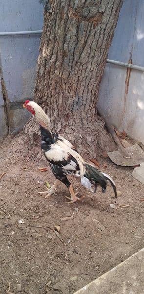 Java Murgha Rooster for sale (Jawa) 6