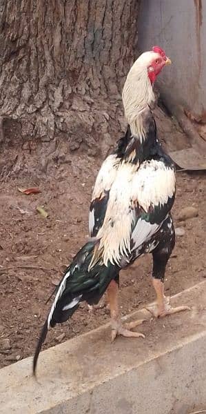 Java Murgha Rooster for sale (Jawa) 8