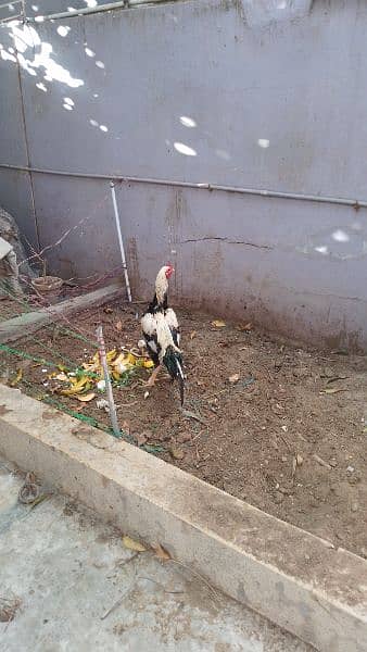 Java Murgha Rooster for sale (Jawa) 10