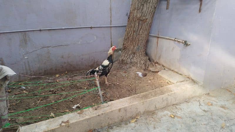 Java Murgha Rooster for sale (Jawa) 12