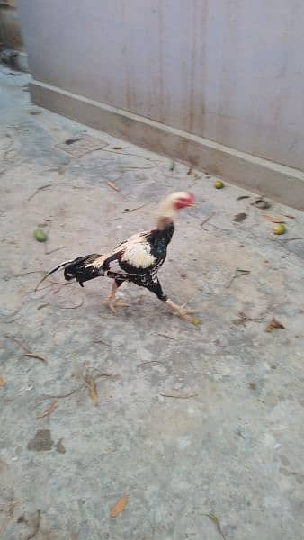 Java Murgha Rooster for sale (Jawa) 13