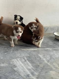 siberian husky 1 month old pups