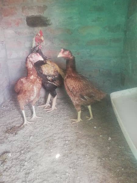 Aseel chicks 6