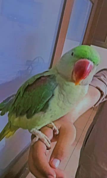 raw parrot 3