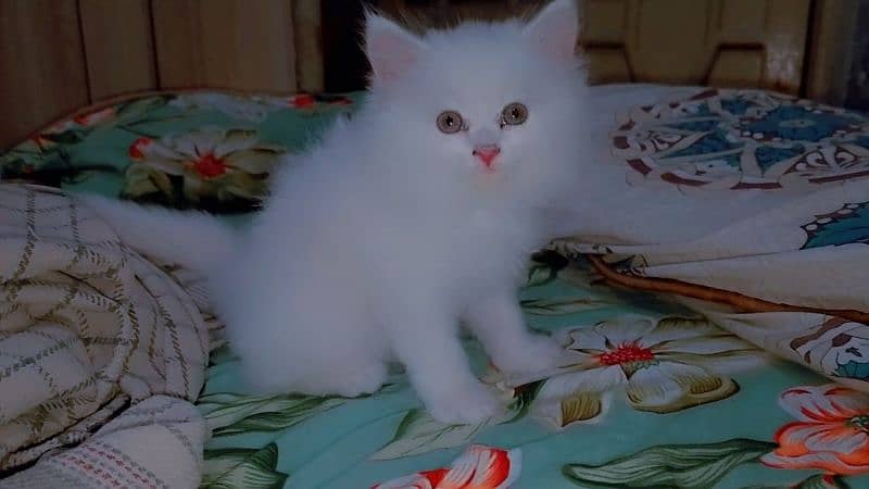 Pair kittens Persian for sale 0