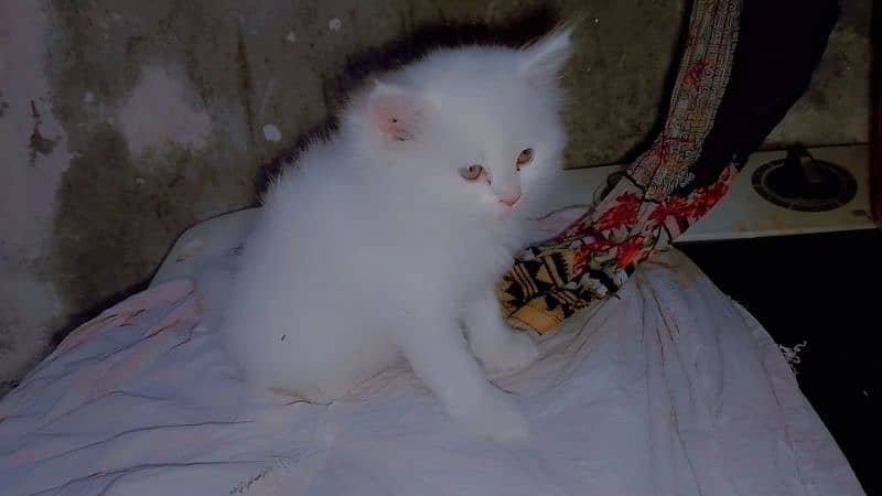 Pair kittens Persian for sale 1