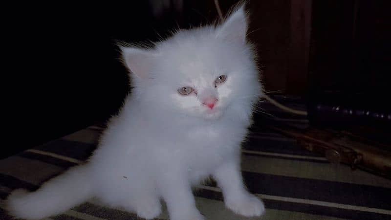 Pair kittens Persian for sale 2