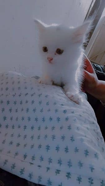 Pair kittens Persian for sale 3