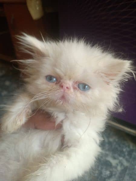 white peke face female kitten with blue eyes 1
