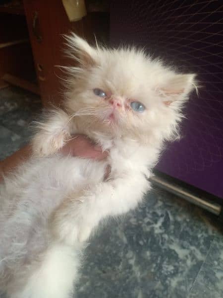 white peke face female kitten with blue eyes 3