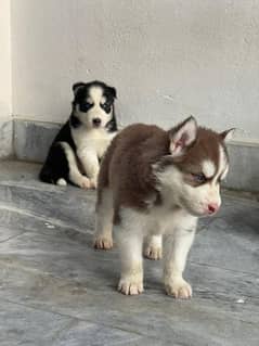 siberian husky blue eyes pups