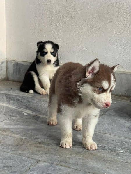 siberian husky blue eyes pups 0