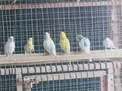 Astralline and finches available for sale 03008813748 0