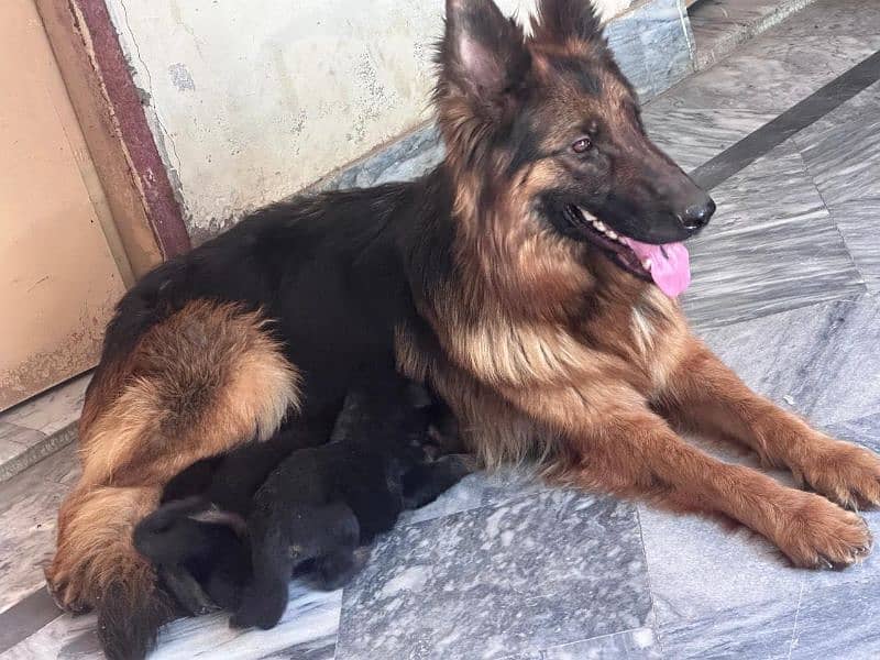 German Shepherd puppies |  long Coat puppy | Dog For Sale | GSD 5