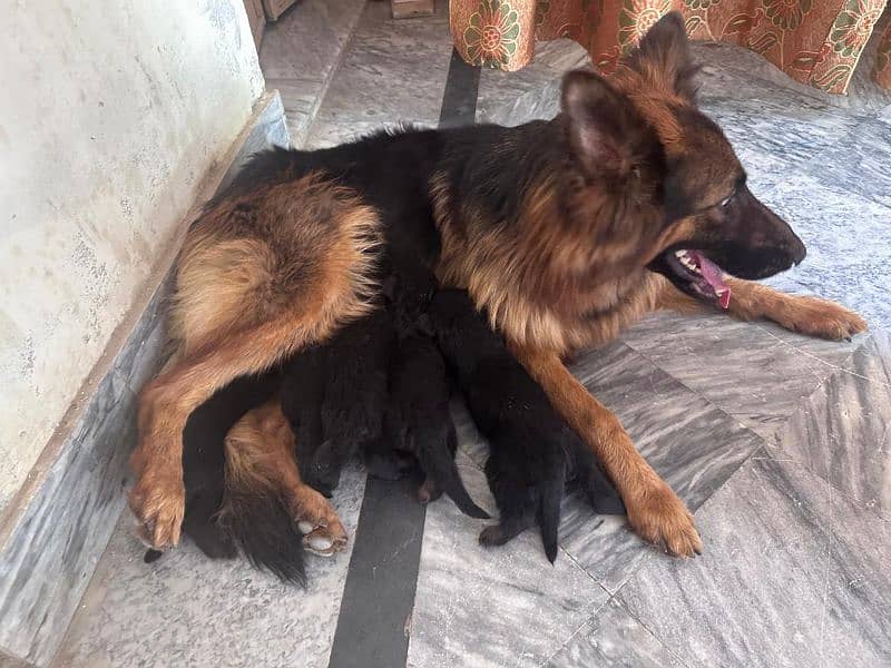German Shepherd puppies |  long Coat puppy | Dog For Sale | GSD 6