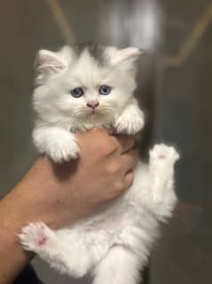 persian kittens 0